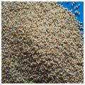 Desi Kangni -French White Millet-1KG / دیسی کنگنی. 