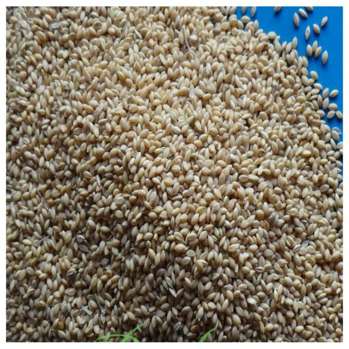 Desi Kangni -French White Millet-1KG / دیسی کنگنی