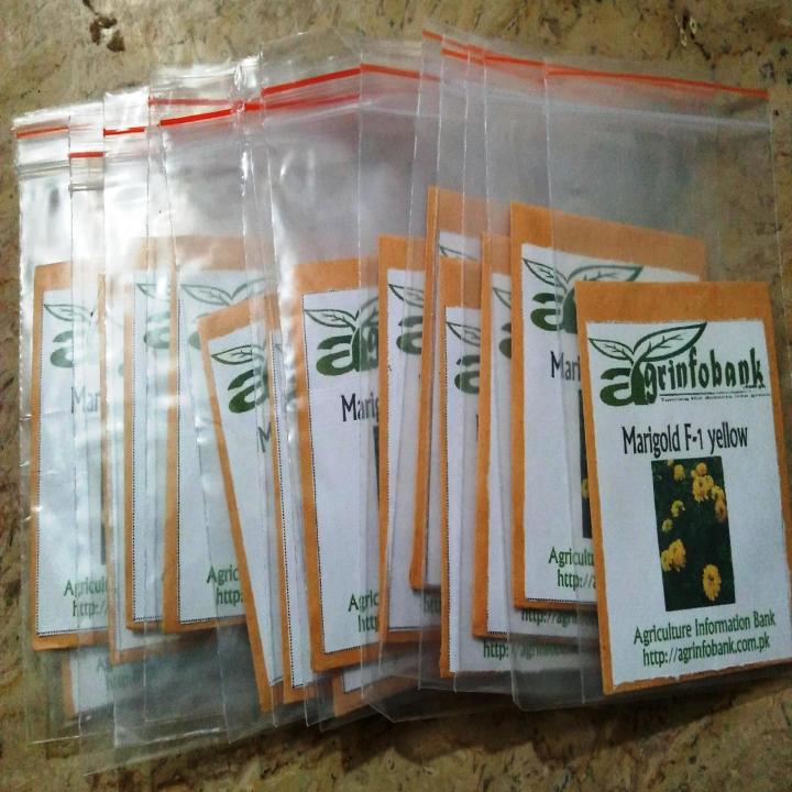 Marigold%20F-1%20Yellow%20-%20Image%203