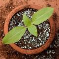 Perlite (Micro-porous granules that increase water and nutrient retention) -1 KG-BY HK DEALER. 