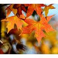 2.4m Artificial Maple Leaf String Autumn Home Decoration Leaves Garland Artificial Maple Leaves Vine Home Garden Decorations. 