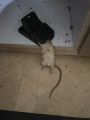 Heavy Duty Mouse Trap | High Quality Plastic & Stainless-Steel Springs | Reusable & Convenient Mice Catcher | Effective Rat Killer for Indoor and Outdoor Use | Faster Elimination. 