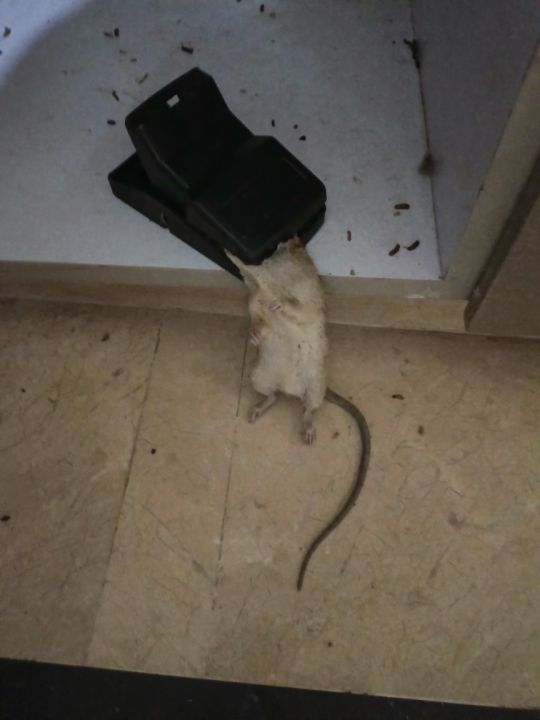 Heavy%20Duty%20Mouse%20Trap%20%7C%20High%20Quality%20Plastic%20&%20Stainless-Steel%20Springs%20%7C%20Reusable%20&%20Convenient%20Mice%20Catcher%20%7C%20Effective%20Rat%20Killer%20for%20Indoor%20and%20Outdoor%20Use%20%7C%20Faster%20Elimination%20-%20Image%207