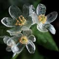 Rare Exotic Blooming Plants Skeleton Flowers Seeds. 