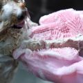1 Pair Silicone Pet Dogs Cats Hair Cleaning Bathing Grooming Massage Gloves. 
