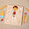 Anatomy Organ Model Multi-Layer Wooden Human Body Puzzle Activities Busy Board Boys Girls Body Structure Puzzle Montessori Early Educational Educational Anatomy Jigsaw Children Kids. 