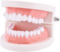 Dental Study Model | Dental Child Teeth Teaching Model | Typodont Demonstration Compatible with Teaching Studying Small Size. 