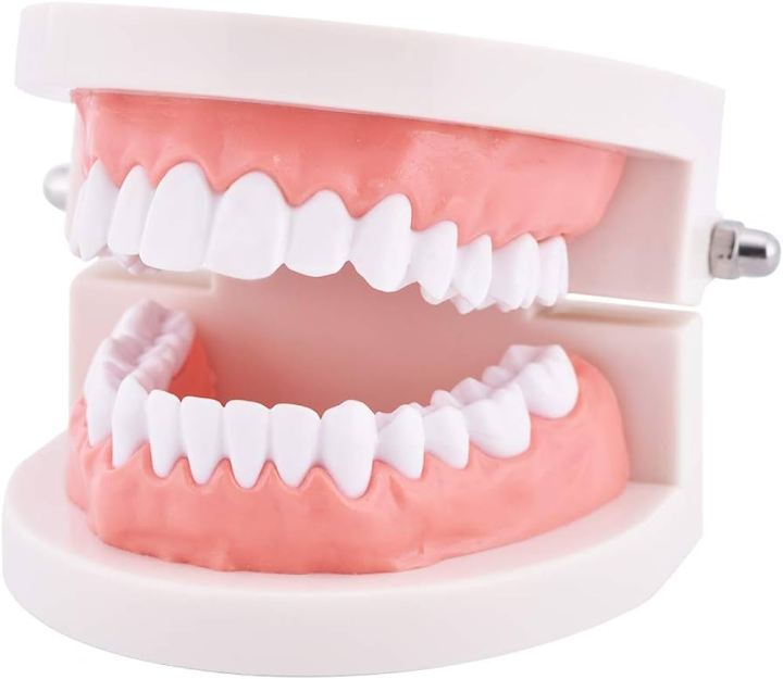 Dental Study Model | Dental Child Teeth Teaching Model | Typodont Demonstration Compatible with Teaching Studying Small Size