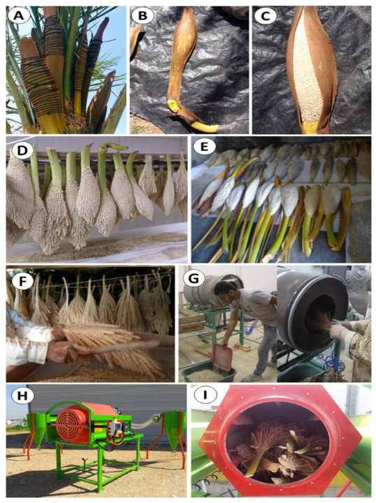 Organic%20Date%20Palm%20Pollen%20Powder-10gm%20-%20Image%203