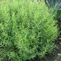 Tarragon Seeds 15gm. 