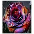 10 to 15 Holland Rare Multi Color Rose Seeds. 