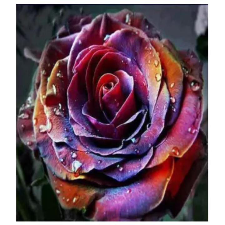 10 to 15 Holland Rare Multi Color Rose Seeds