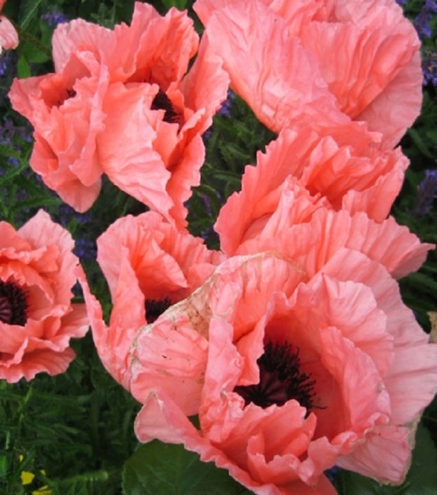 Poppy%20Coral%20Reef%20Flower%20Seeds%20-%20Image%202