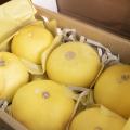 Arifwala Desi Yellow Melon ( Kharbooza ) Fresh Seeds For Home Kitchen Gardening. 