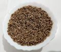Organic Black Wheat 1kg | 100% Organic & Natural | For Eating & Atta. 