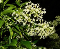 Original Raat Rani, Night Blooming Plant. 