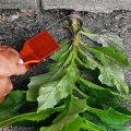 2PCS Garden Bandit Hand Loop Weeder Tool Hand Ring Weeding Tool for Lawn Attachments Yard Vegetable Garden Portable Cleaning Access. 