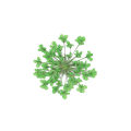 100Pcs Pressed Dried Ammi Majus Flower Epoxy Resin Nail Craft DIY Phone Decor. 