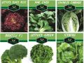 PACK OF 6 PACKET BROCCOLI, ICE BERG, PAK CHOI GREEN & RED SALAD, CHINESE CABBAGE. 