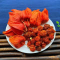 100pcs High Germination Red Lantern Fruits Seeds Easy To Grow In Malaysia Delicious Physalis Fruit Seeds for Planting Organic Cape Gooseberry Benih Pokok Buah Air Plant Seeds Bonsai Tree Live Plant Real Plant Flower Seeds Vegetable Fruits Plant Seeds. 