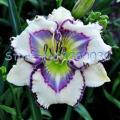 Violet White Hibiscus Flower Plant Seeds. 