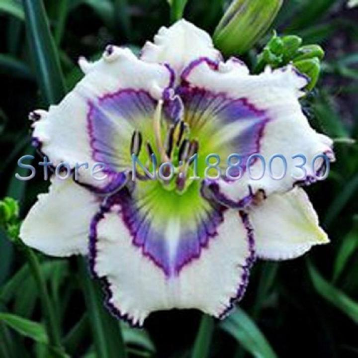 Violet White Hibiscus Flower Plant Seeds