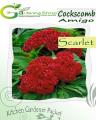 Cockscomb Amigo Scarlet. 