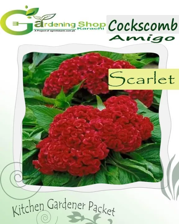 Cockscomb%20Amigo%20Scarlet%20-%20Image%203