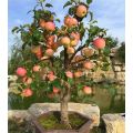 Bonsai Apple Tree Seeds. 