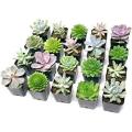 Artificial Flowers & Plants Pack Of 12 Artificial Cactus Plants In White Pots Planter Home Decor. 