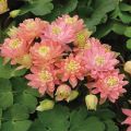 Clementine Salmon Rose Columbine Flower Seeds. 