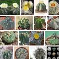Cactus Seeds Mix Rare Varieties Fresh Easy Germination. 