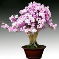 Bonsai Purple Azalea Tree Seeds. 