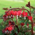 Bleeding Heart Flower Seeds   Red. 