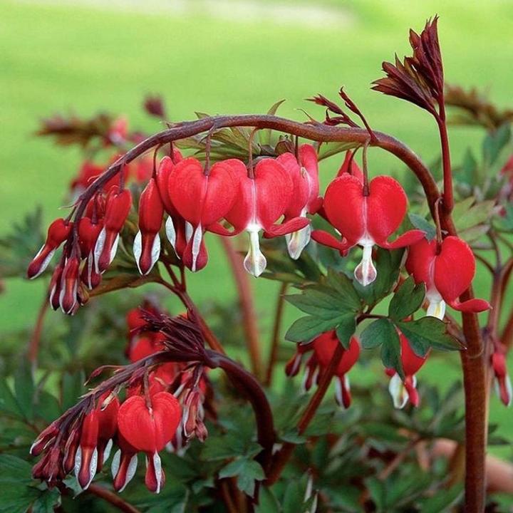 Bleeding Heart Flower Seeds   Red