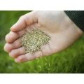 Hybrid Bermuda Grass Seed 100 gm - (100 square feet) Grass Seeds For Lawn & Garden. 