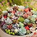 Rare Dwarf Mix Succulent Seeds. 