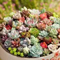 Rare Dwarf Mix Succulent Seeds. 