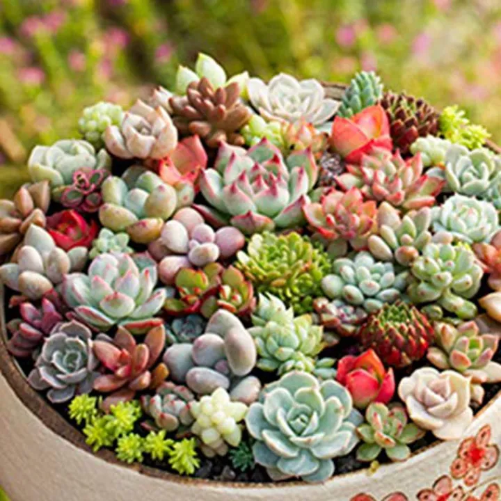 Rare Dwarf Mix Succulent Seeds