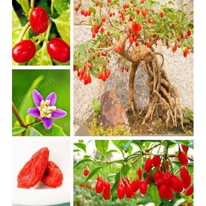 Goji Berry Fruit Seeds