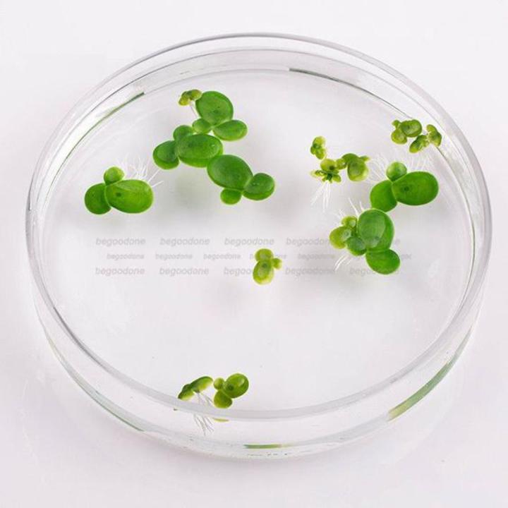 Duckweed  Aquarium Plant Seeds