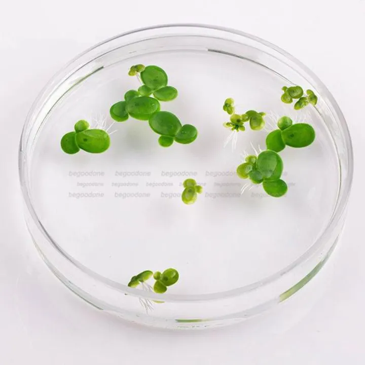 Duckweed  Aquarium Plant Seeds
