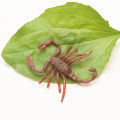 5-10Pcs Funny Scared Trick Joke Toys Special Lifelike Model Simulation Rubber Cockroach Scorpion Gecko Snake Roaches Toy. 