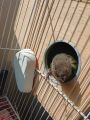 Calcium blocks for birds Finches | Budgies | love birds | Pack of 3. 