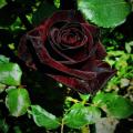 Australian Black Baccara Rose Seeds. 