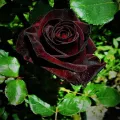 Australian Black Baccara Rose Seeds. 