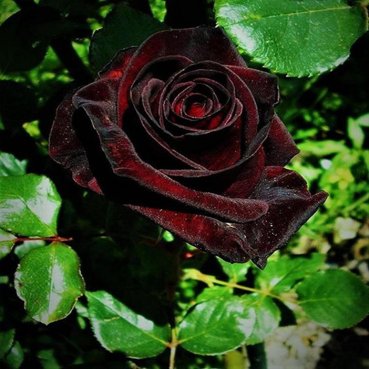Australian Black Baccara Rose Seeds