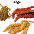 Yellow Millets Spray 250gm for all types of birds TREATES ( Cage Life Care ). 