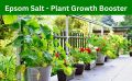 Epsom Salt 400 gm for Plant Growth & Development |Contains Magnesium Sulfate | Water Soluble Plant Fertilizer | Prevents yellowing of leaves | Promotes bountiful blooms, tasty fruits, and plant resilience. 
