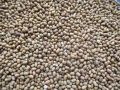 Natural Whole Moth Beans 1000gm. 